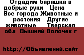 Отдадим барашка в добрые руки › Цена ­ 1 - Все города Животные и растения » Другие животные   . Тверская обл.,Вышний Волочек г.